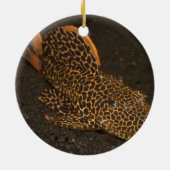 Peckoltia Compta Keramisch Ornament (Achterkant)