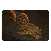 Peckoltia Compta Magneet (Horizontaal)
