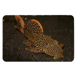 Peckoltia Compta Magneet