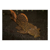 Peckoltia Compta Poster (Voorkant)