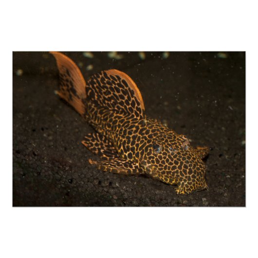 Peckoltia Compta Poster (Voorkant)