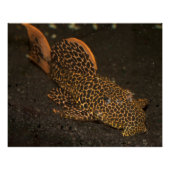 Peckoltia Compta Poster (Voorkant)