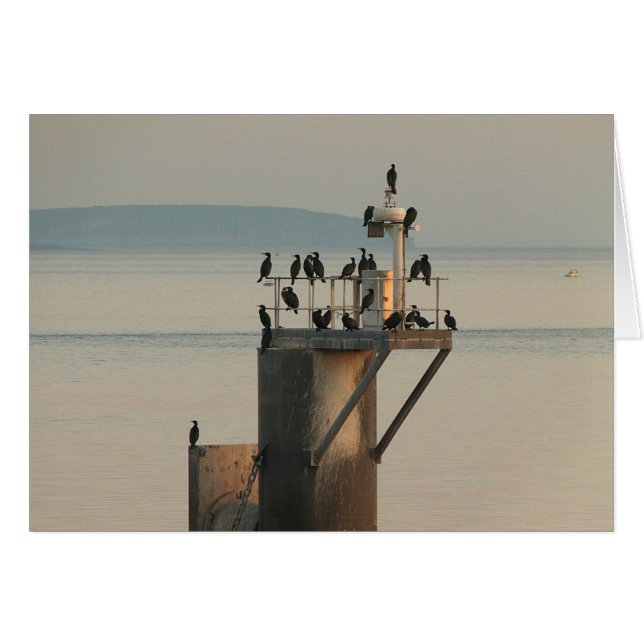 Peckvolgorde (Voorkant Horizontaal)