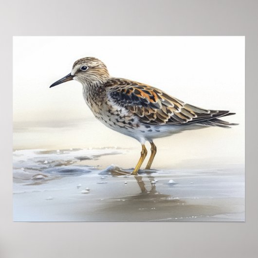 Pectoral Sandpiper Bird Art Print Poster (Voorkant)