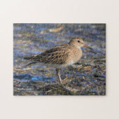 Pectorale Sandpiper op het strand Legpuzzel (Horizontaal)