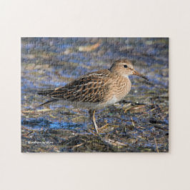 Pectorale Sandpiper op het strand Legpuzzel