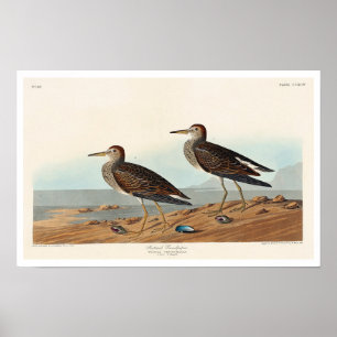 Pectorale Sandpiper, Poster van Audubon