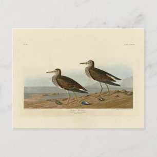Pectorale Sandpiper uit Audubon's Birds of America Briefkaart