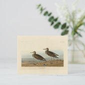 Pectorale Sandpiper uit Audubon's Birds of America Briefkaart (Staand voorkant)