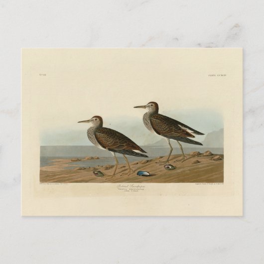 Pectorale Sandpiper uit Audubon's Birds of America Briefkaart (Voorkant)