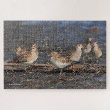 Pectorale Sandpipers op het strand