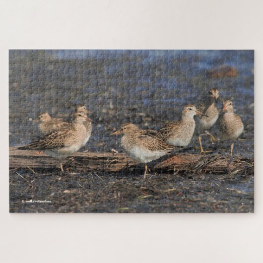Pectorale Sandpipers op het strand Legpuzzel (Horizontaal)