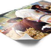 Pedigree Hereford Koe Cattle Foto Afdruk (Hoek)