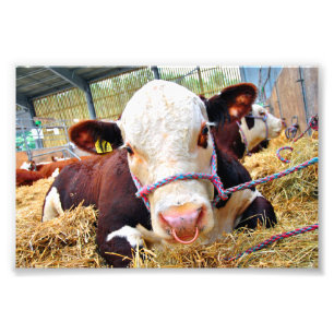 Pedigree Hereford Koe Cattle Foto Afdruk