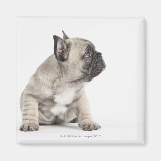 Pedigree puppy magneet (Voorkant)