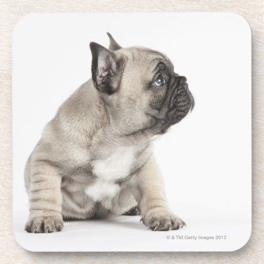 Pedigree puppy onderzetter (Voorkant)