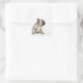 Pedigree puppy vierkante sticker (Tas)