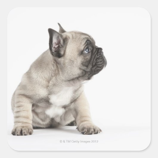 Pedigree puppy vierkante sticker (Voorkant)