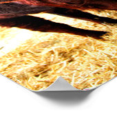 Pedigree Red Ruby Devon Koe Poster (Hoek)