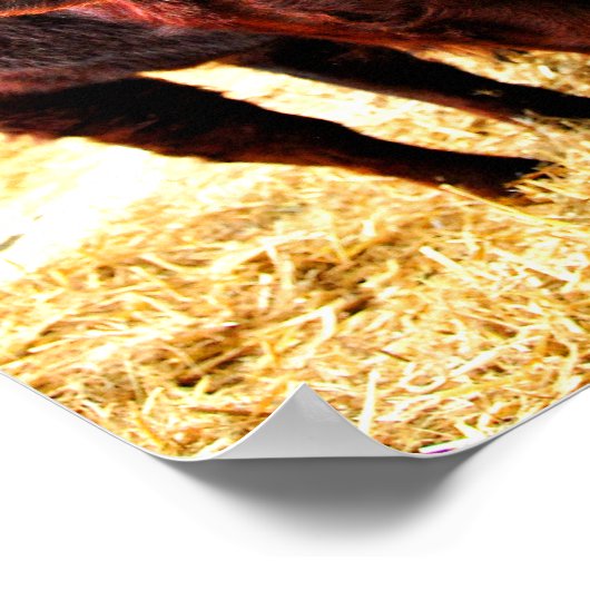 Pedigree Red Ruby Devon Koe Poster (Hoek)