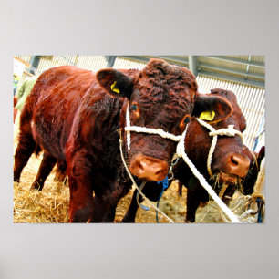 Pedigree Red Ruby Devon Koe Poster