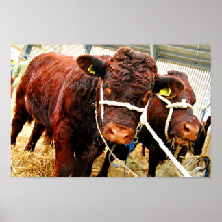 Pedigree Red Ruby Devon Koe Poster