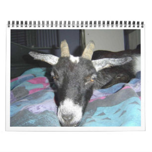 Pedro 2009 Calender Kalender