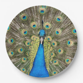 Pedro Peacock Feathers Colorful Wild Bird Peafowl Papieren Bordje