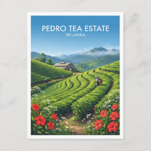 Pedro Theetuin Nuwara Eliya Sri Lanka Briefkaart