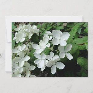 Pee Gee Hydrangea Flowers Monogramed Blank Note Kaart
