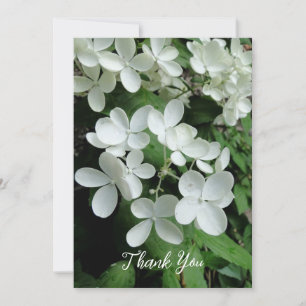 Pee Gee Hydrangea White Flowers Blank Flat Kaart
