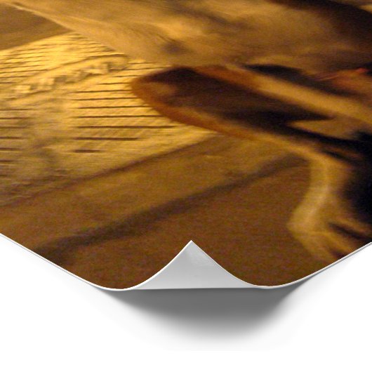 Pee Mai ... Soi Dog, Thailand Poster (Hoek)