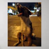 Pee Mai ... Soi Dog, Thailand Poster (Voorkant)