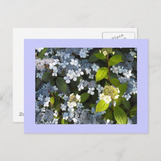 Peegee Hydrangea Briefkaart (Voorkant / Achterkant)