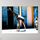 Peeings-Giraffe Poster (Voorkant)