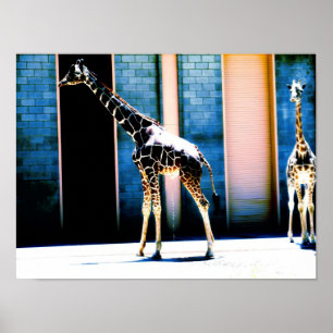 Peeings-Giraffe Poster