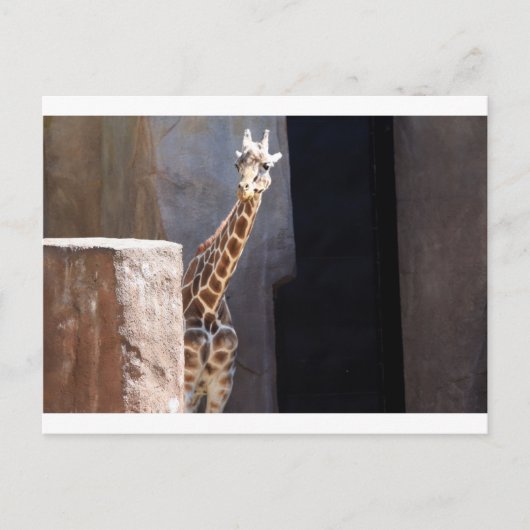 Peek-a-bogiraffe Briefkaart (Voorkant)