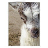 Peek-A-Boo (Voorkant)