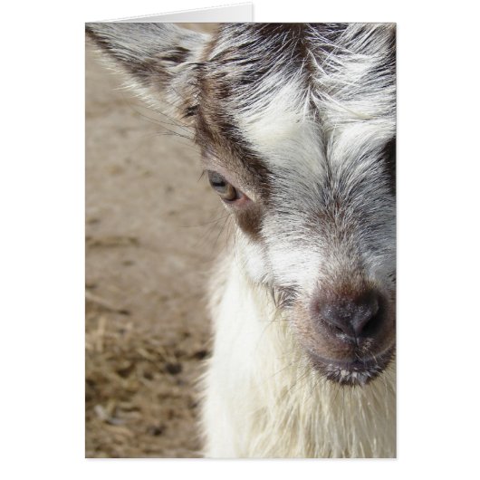 Peek-A-Boo (Voorkant)