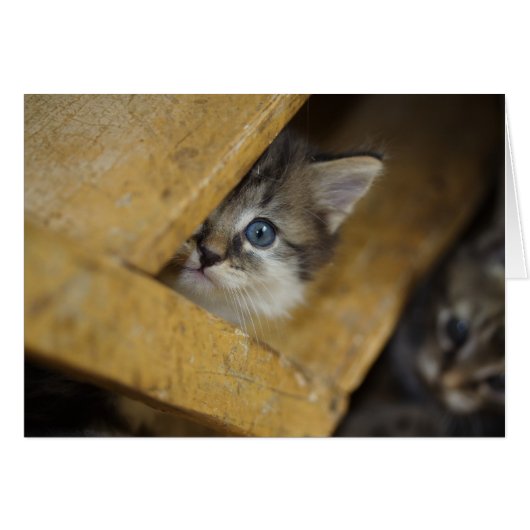 Peek-A-Boo (Voorkant Horizontaal)