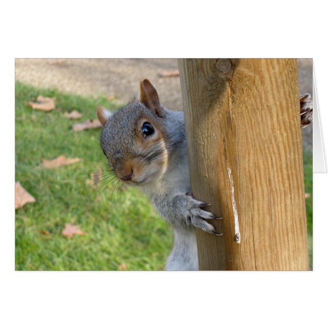 Peek-a-Boo! (Voorkant Horizontaal)