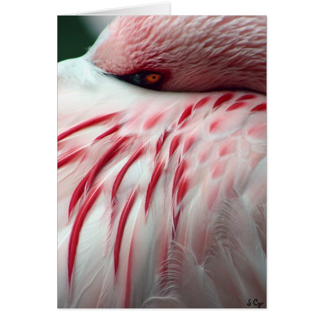 Peek a Boo (Voorkant)