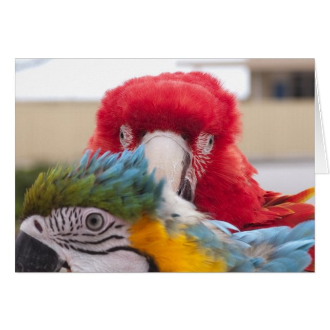 Peek a Boo (Voorkant Horizontaal)