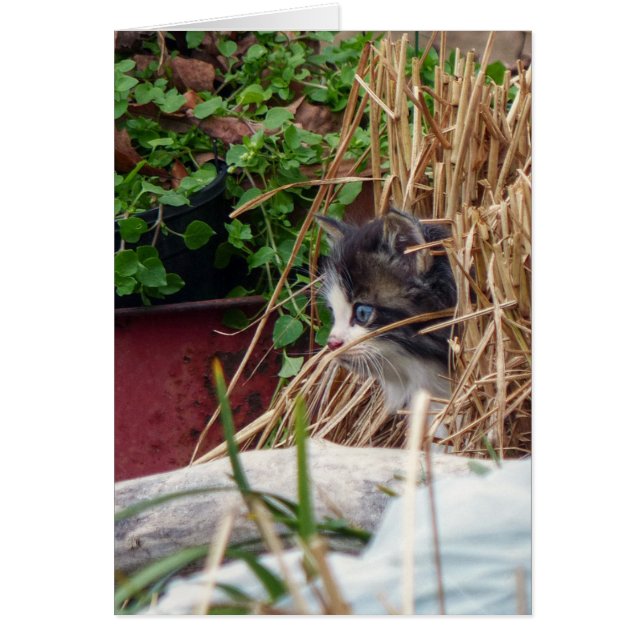 Peek-a-Boo (Voorkant)