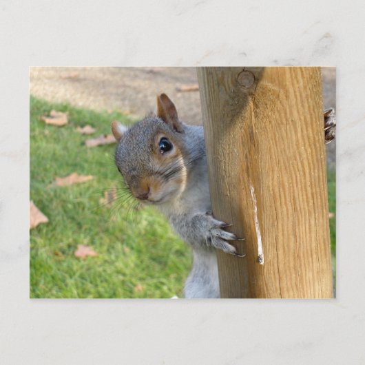 Peek-a-Boo! Briefkaart (Voorkant)