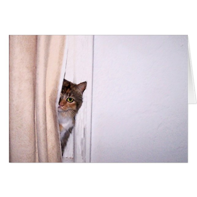 Peek-a-Boo Cat (Voorkant Horizontaal)