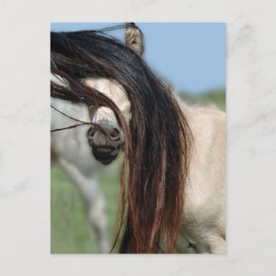 Peek-a-Boo Colt Briefkaart