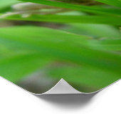 Peek A Boo frog Poster (Hoek)