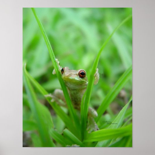 Peek A Boo frog Poster (Voorkant)