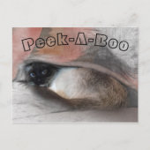 Peek-A-Boo ik mis je Siamese Kitten onder de luipe Briefkaart (Voorkant)